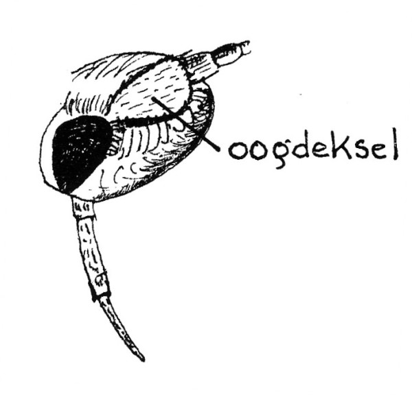 Kop van een Phyllocnistis-soort (Gracillariidae) van opzij.